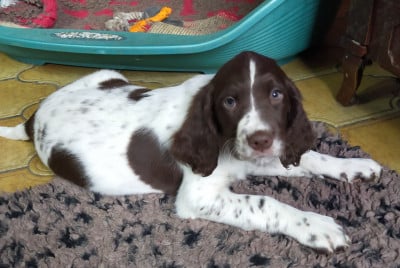Les chiots de Epagneul Français