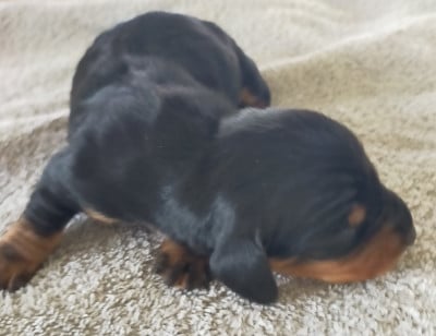 Les chiots de Teckel poil ras