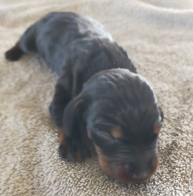 Les chiots de Teckel poil ras