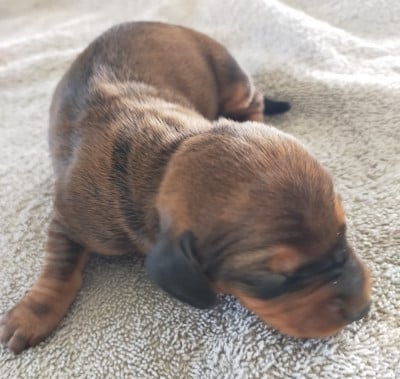 Les chiots de Teckel poil ras