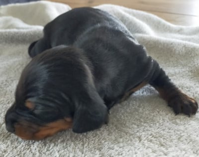 Les chiots de Teckel poil ras