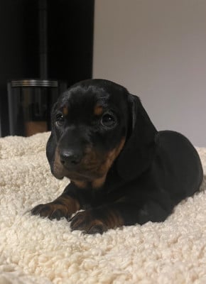 Les chiots de Teckel poil ras