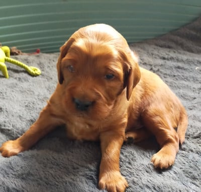Les chiots de Setter irlandais rouge