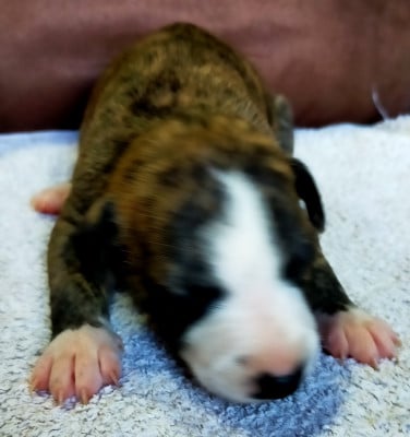 Chiot N°2 - Whippet