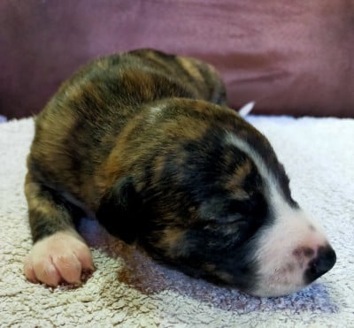Chiot N°3 - Whippet