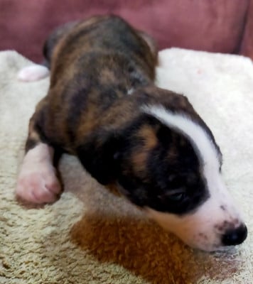 Les chiots de Whippet