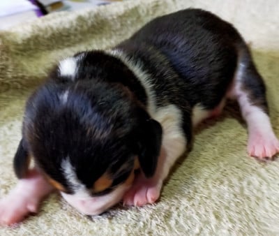 Les chiots de Basset Artesien Normand
