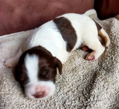 Les chiots de Epagneul Français