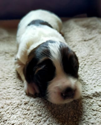 Les chiots de Epagneul Français