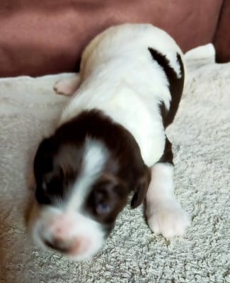 Les chiots de Epagneul Français
