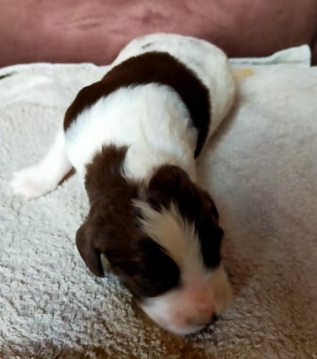 Les chiots de Epagneul Français
