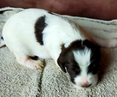 Les chiots de Epagneul Français
