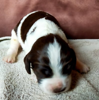 Les chiots de Epagneul Français