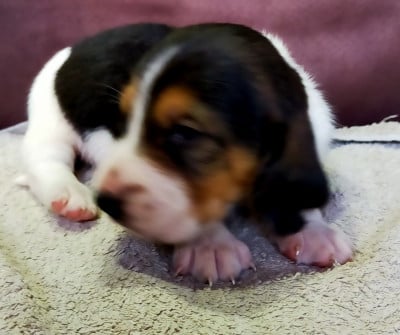 Les chiots de Basset Artesien Normand