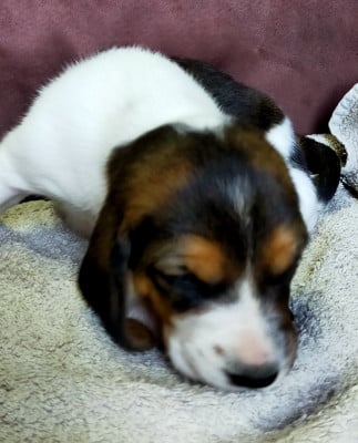 Les chiots de Basset Artesien Normand