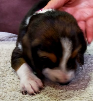 Les chiots de Basset Artesien Normand