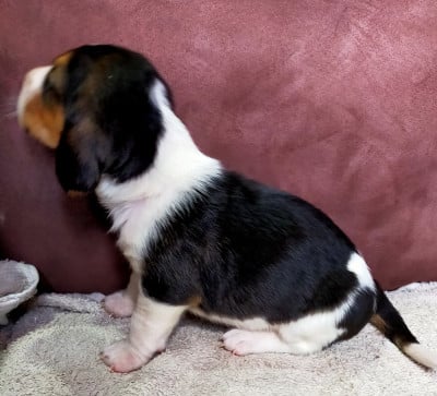Les chiots de Basset Artesien Normand