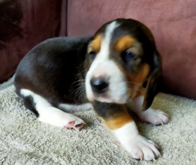 Les chiots de Basset Artesien Normand