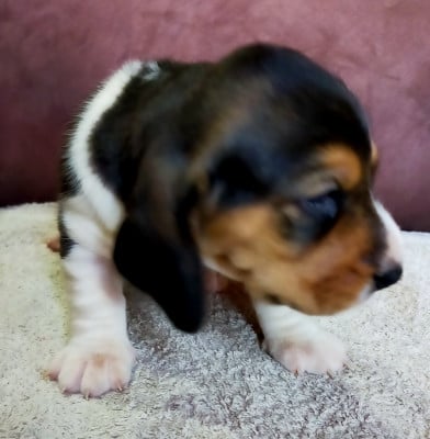 Les chiots de Basset Artesien Normand