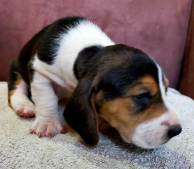 Les chiots de Basset Artesien Normand