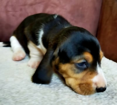 Les chiots de Basset Artesien Normand