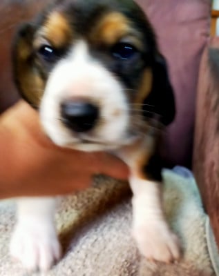 Les chiots de Basset Artesien Normand