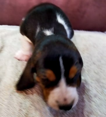 Les chiots de Basset Artesien Normand
