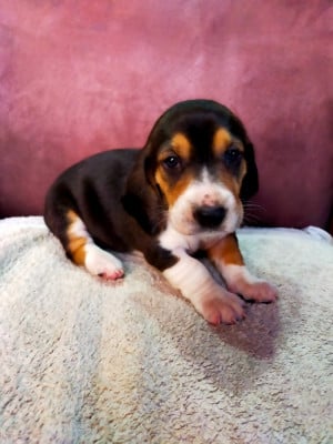 Les chiots de Basset Artesien Normand