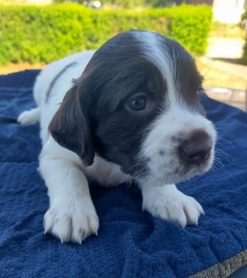 Les chiots de Epagneul Français