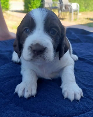 Les chiots de Epagneul Français