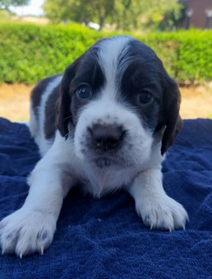 Les chiots de Epagneul Français