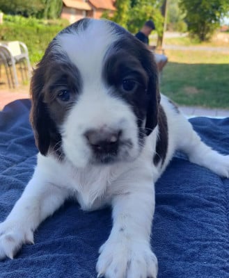 Les chiots de Epagneul Français