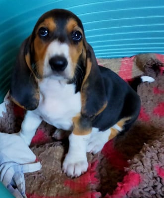 Les chiots de Basset Artesien Normand