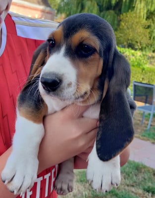 Les chiots de Basset Artesien Normand