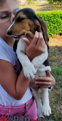 Les chiots de Basset Artesien Normand