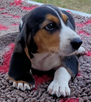 Les chiots de Basset Artesien Normand