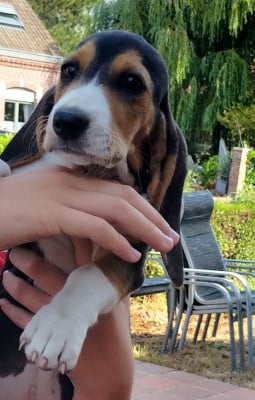 Les chiots de Basset Artesien Normand