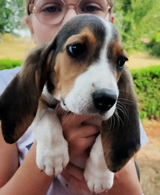 Les chiots de Basset Artesien Normand