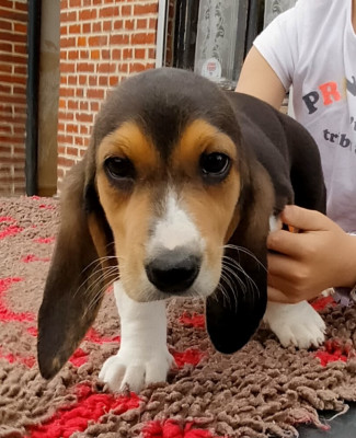 Les chiots de Basset Artesien Normand
