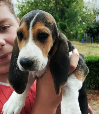 Les chiots de Basset Artesien Normand