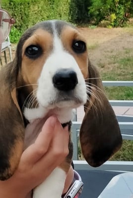 Les chiots de Basset Artesien Normand