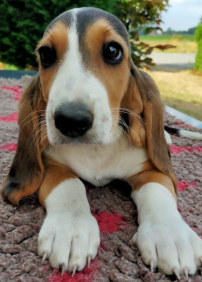 Les chiots de Basset Artesien Normand