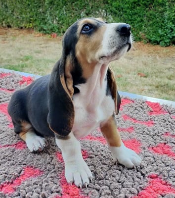 Les chiots de Basset Artesien Normand