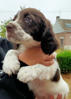 Les chiots de Epagneul Français