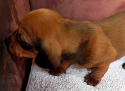 Les chiots de Teckel poil ras