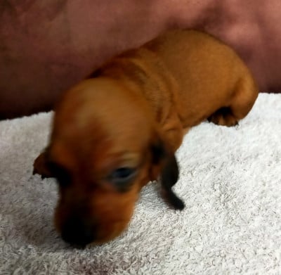 Les chiots de Teckel poil ras