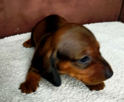 Les chiots de Teckel poil ras