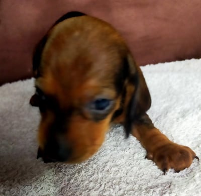 Les chiots de Teckel poil ras
