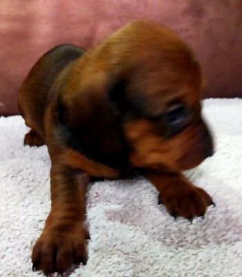 Les chiots de Teckel poil ras