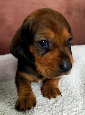 Les chiots de Teckel poil ras